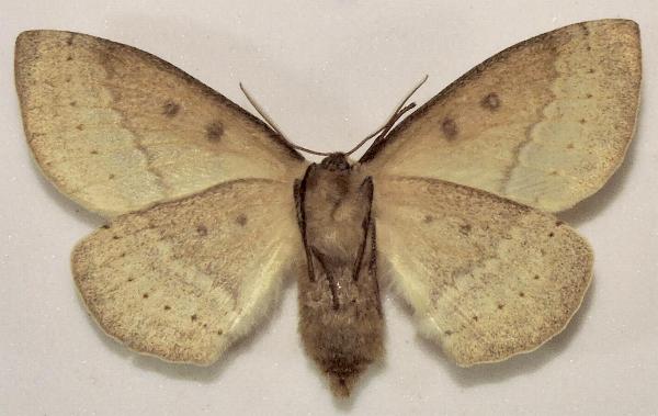 Anthela nicothoe