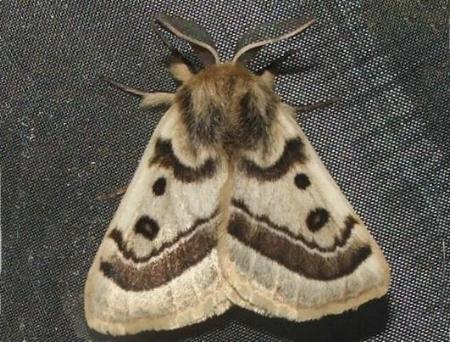 Anthela ochroptera