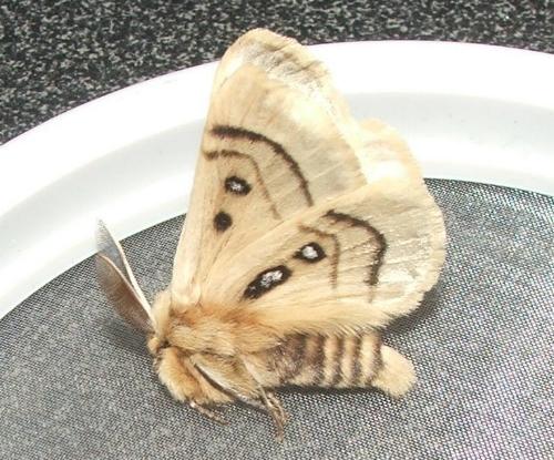 Anthela ochroptera