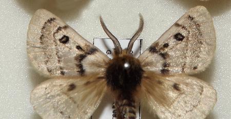 Anthela ochroptera