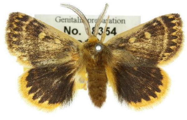Anthela ostra