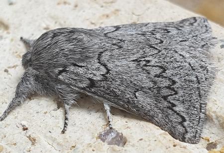 Munychryia periclyta