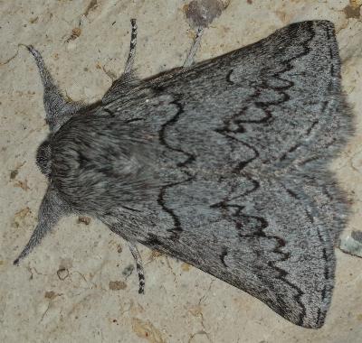 Munychryia periclyta