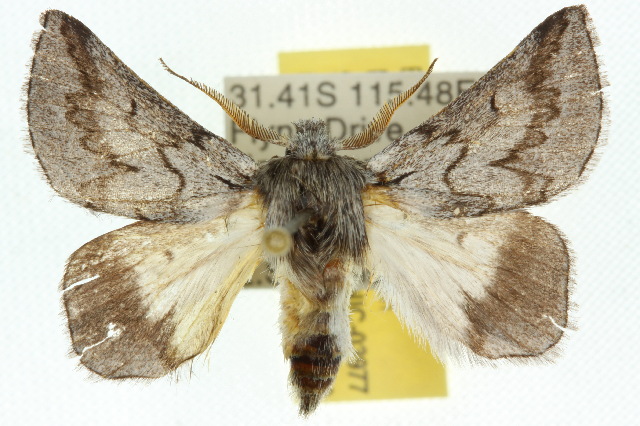 Munychryia periclyta