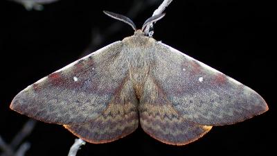Anthela postica