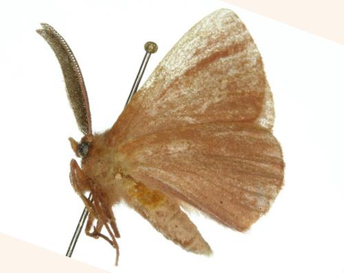 Anthela pudica