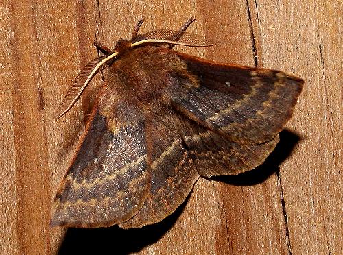 Anthela pyrrhobaphes