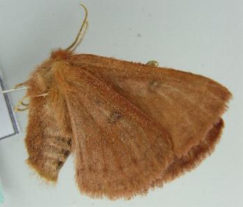 Anthela pyrrhobaphes