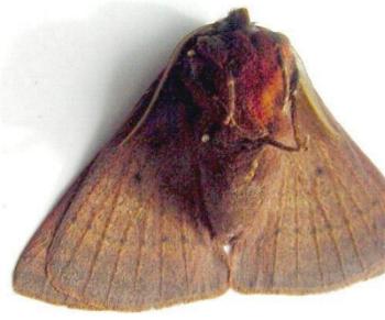 Anthela rubeola