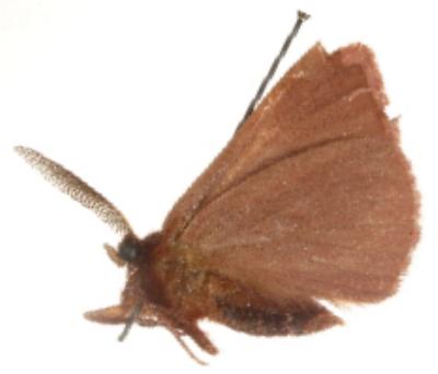Anthela rubicunda