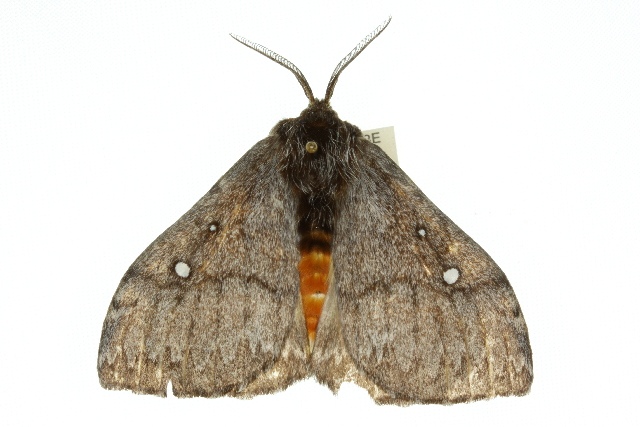 Anthela stygiana