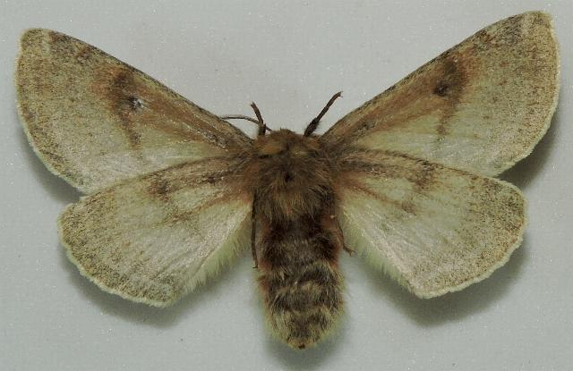 Anthela unisigna