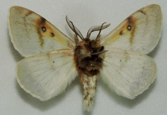 Anthela unisigna