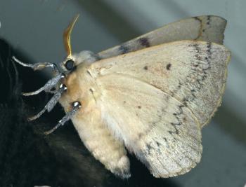 Anthela varia