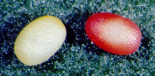 Dirce species