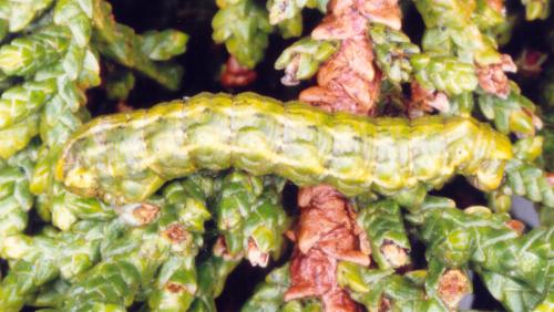 Dirce species
