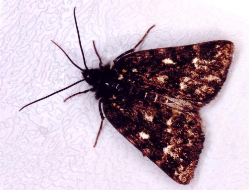 Dirce species