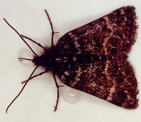 Dirce lunaris