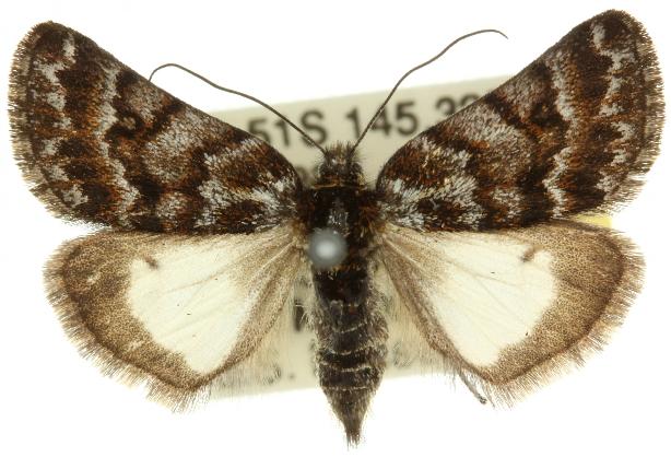 Dirce lunaris