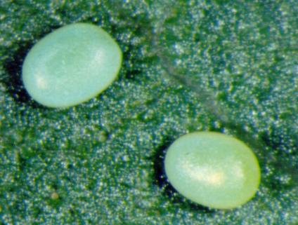 Acalyphes philorites