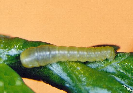 Acalyphes philorites