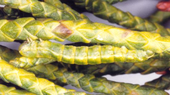 Acalyphes philorites