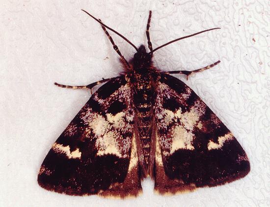 Acalyphes philorites