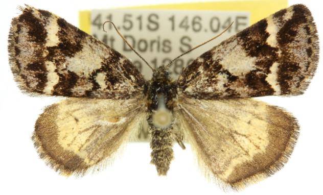 Acalyphes philorites