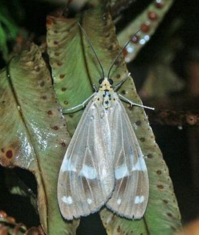 Utetheisa aegrotum