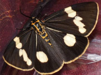 Nyctemera amicus