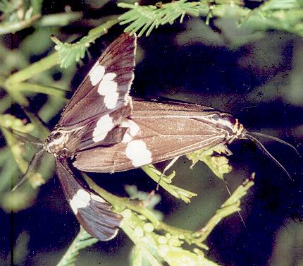 Nyctemera amicus