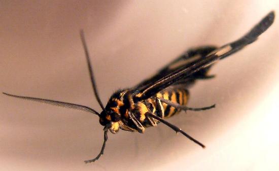 Nyctemera amicus