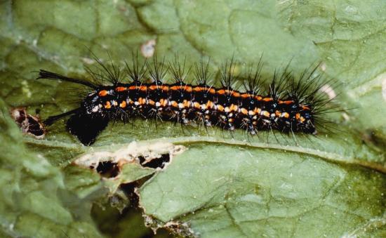 Nyctemera amicus larva