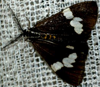 Nyctemera amicus