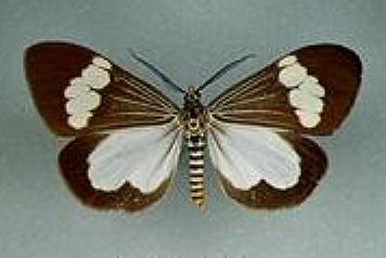 Nyctemera baulus