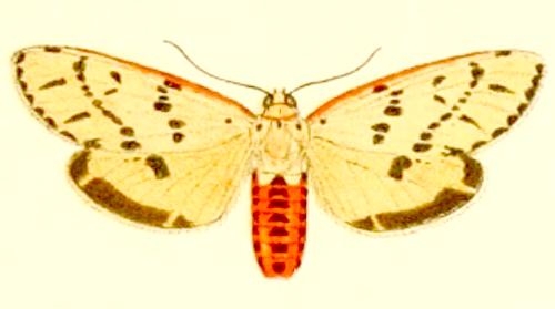 Paramsacta costalis