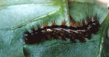 Ardices curvata