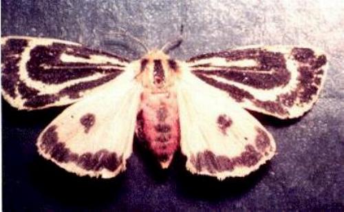 Ardices curvata