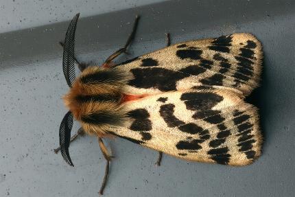 Ardices curvata