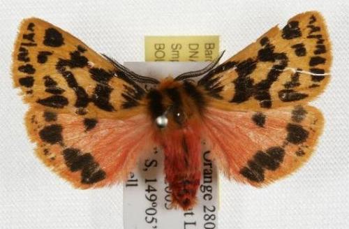 Ardices curvata