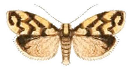 Scaptesyle dictyota