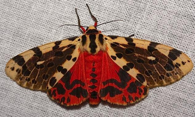 Spilarctia erythrastis