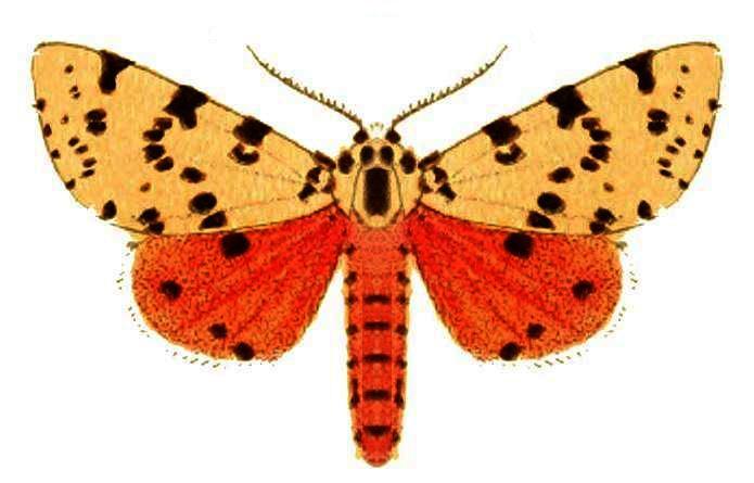 Spilarctia erythrastis