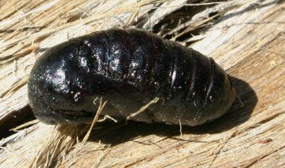 Ardices glatignyi pupa