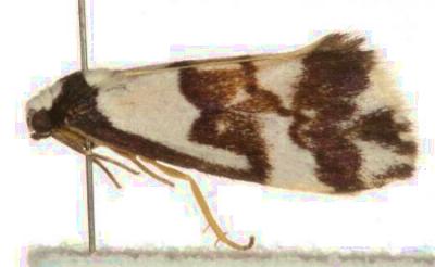 Philenora irregularis