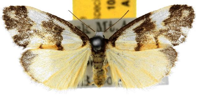 Philenora irregularis