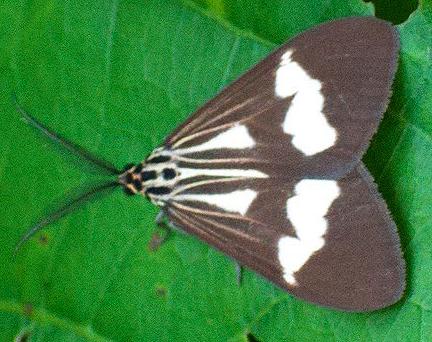 Nyctemera luctuosa