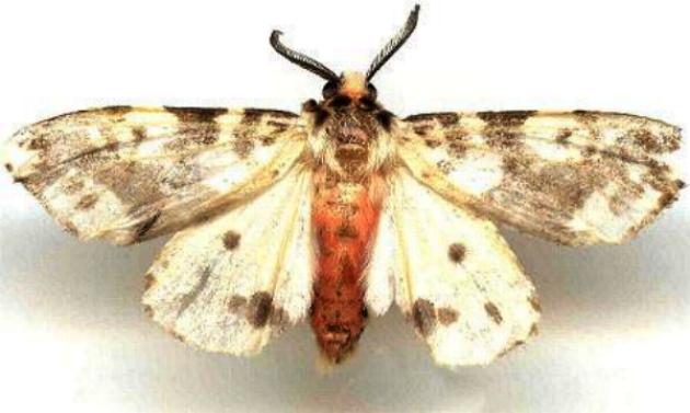 Lemyra maculifascia