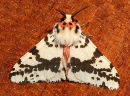 Lemyra maculifascia