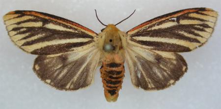 Paramsacta marginata